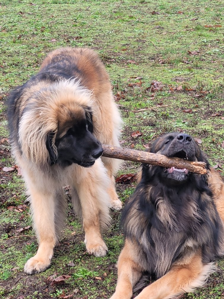 Sharing is caring. #leonbergers #dogsoftwitter