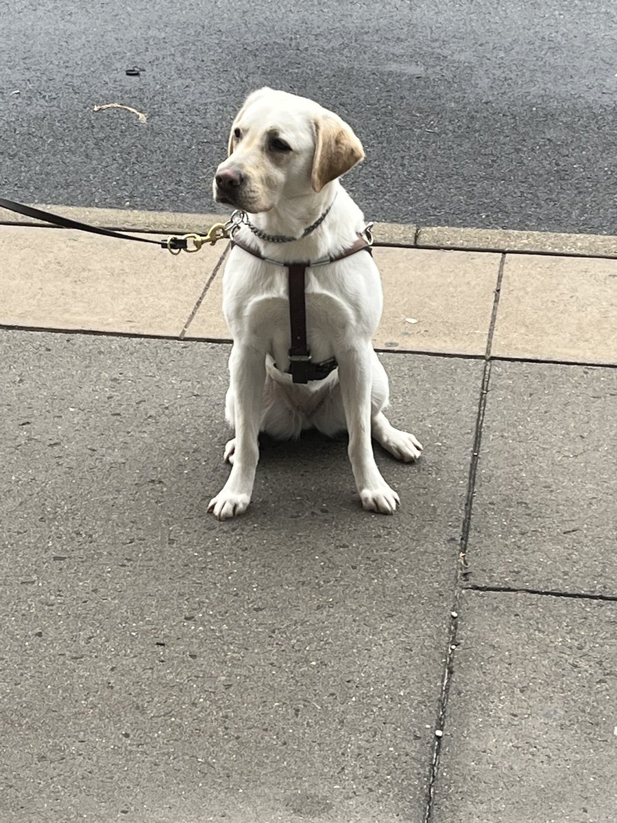 Yuki would like to let her friends at <a href="/MiddsouthNation/">Midd South Nation</a> know she passed her guide dog training and is ready for her new career helping give someone their independence and dignity. @Middletownsac