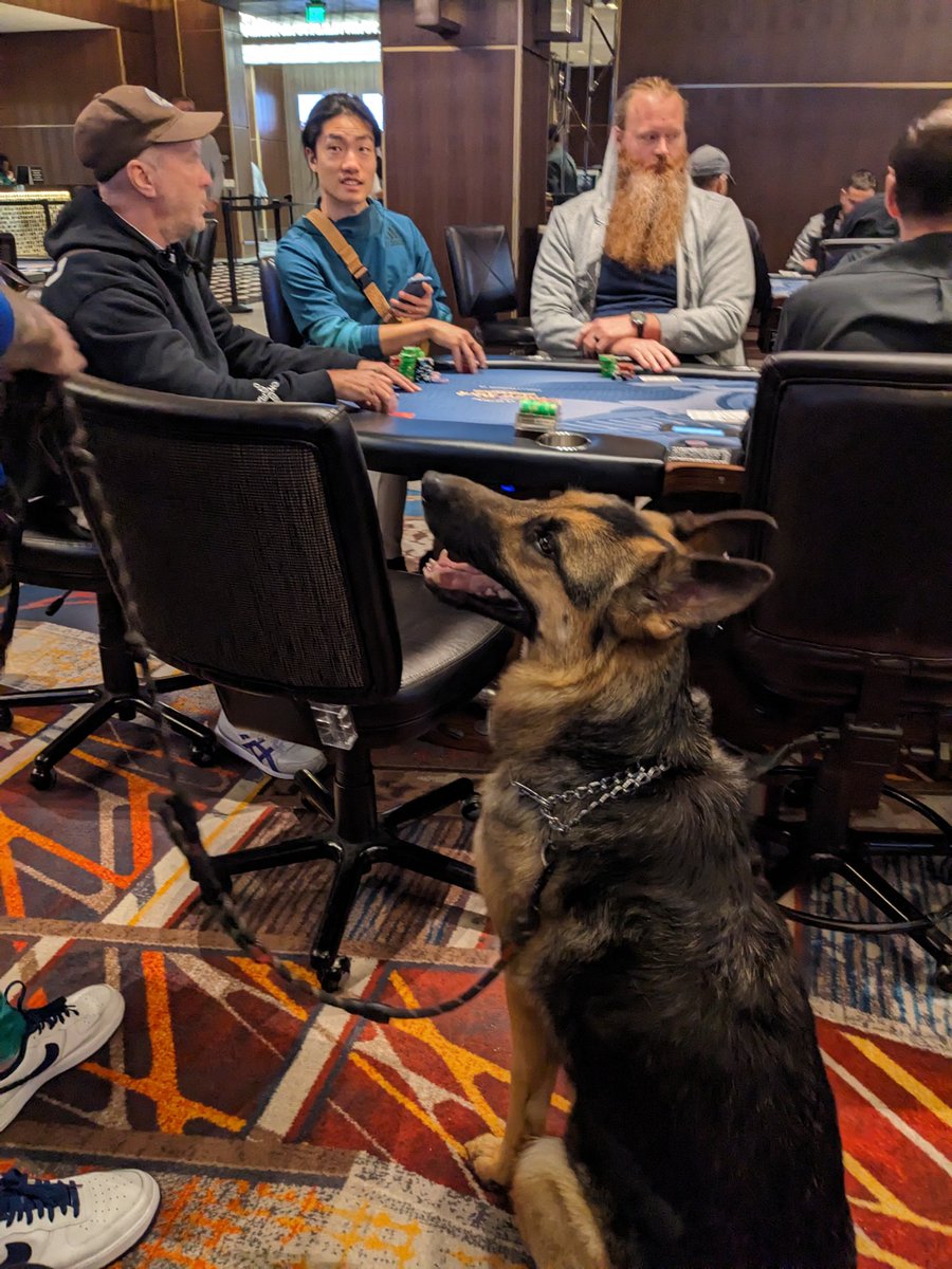 _Motierre's tweet image. Poker dog in Hollywood, FL.