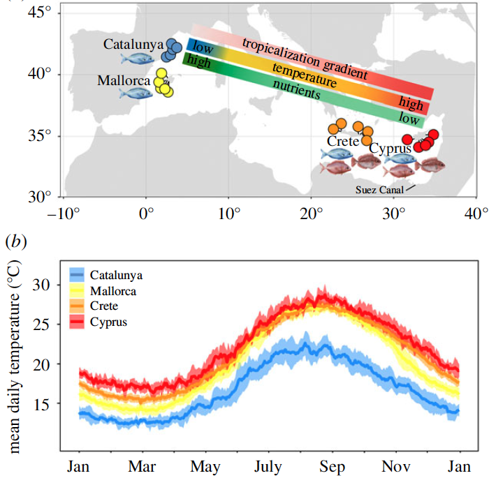 adriatix's tweet photo. Our study led by Julia Santana-Garcon comparing #herbivory across a #tropicalisation gradient in the #Mediterranean is out! Herbivores mostly targeted #seagrass in the west &amp; #seaweed in the east. This shift suggests seaweed forests are most vulnerable https://t.co/bHpzVHkpq9 https://t.co/xRtLw8y2LU