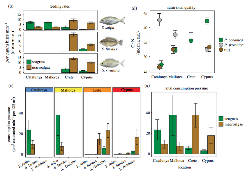 adriatix's tweet photo. Our study led by Julia Santana-Garcon comparing #herbivory across a #tropicalisation gradient in the #Mediterranean is out! Herbivores mostly targeted #seagrass in the west &amp; #seaweed in the east. This shift suggests seaweed forests are most vulnerable https://t.co/bHpzVHkpq9 https://t.co/xRtLw8y2LU