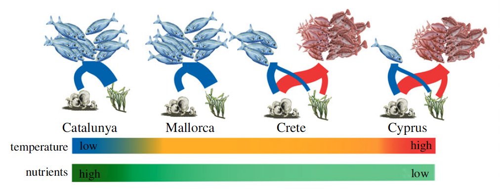 adriatix's tweet photo. Our study led by Julia Santana-Garcon comparing #herbivory across a #tropicalisation gradient in the #Mediterranean is out! Herbivores mostly targeted #seagrass in the west &amp; #seaweed in the east. This shift suggests seaweed forests are most vulnerable https://t.co/bHpzVHkpq9 https://t.co/xRtLw8y2LU