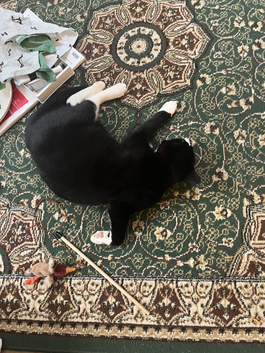 satansuxdix's tweet photo. A cat from all angles https://t.co/EGLmf5vy4N