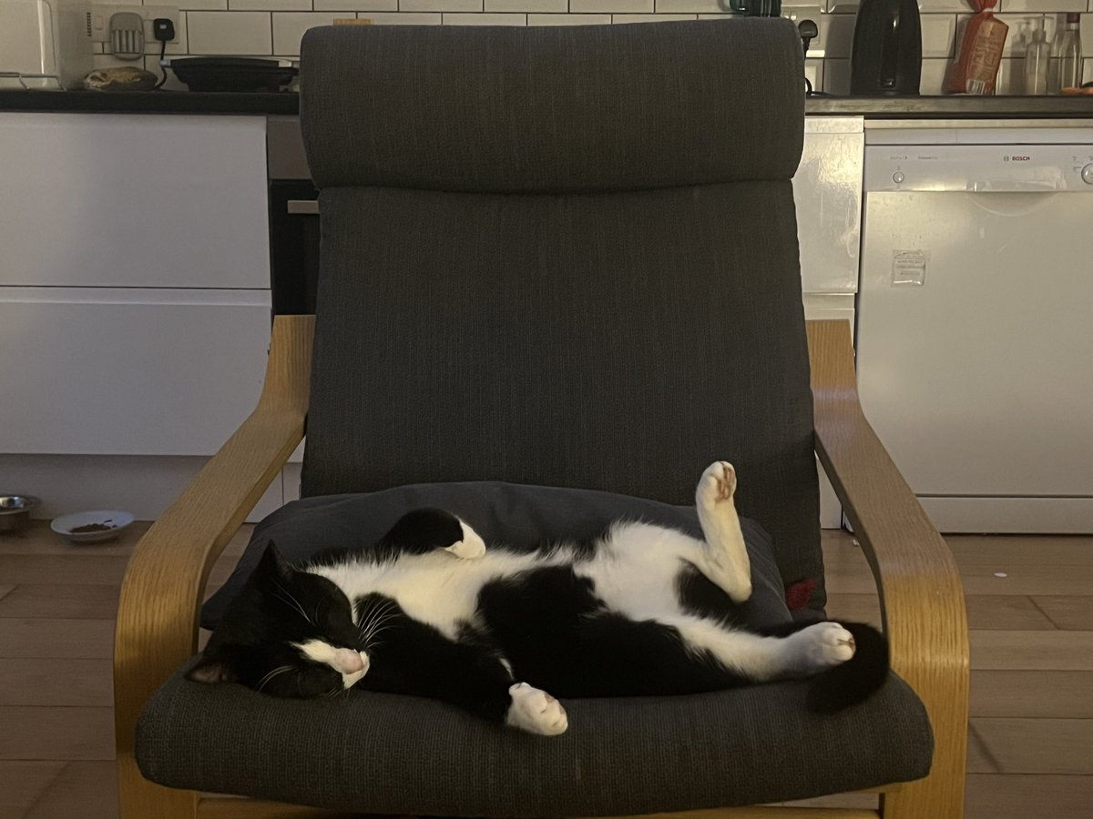 satansuxdix's tweet photo. A cat from all angles https://t.co/EGLmf5vy4N