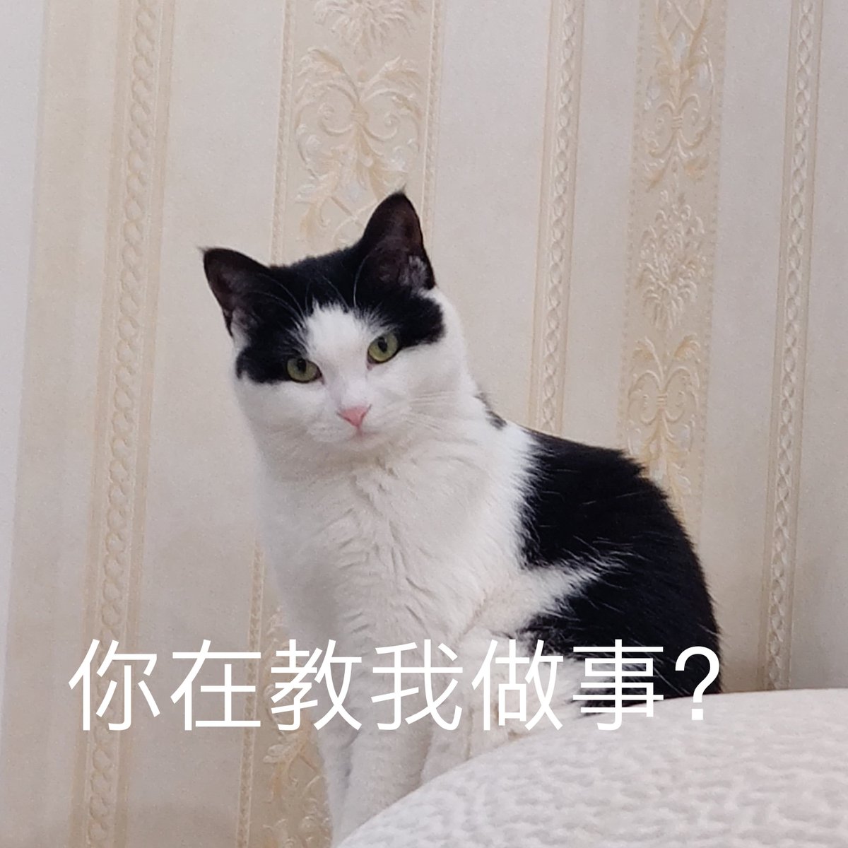 __sirou_'s tweet photo. @Biantaishuishui 这题我会！ https://t.co/rEhZVVdAml