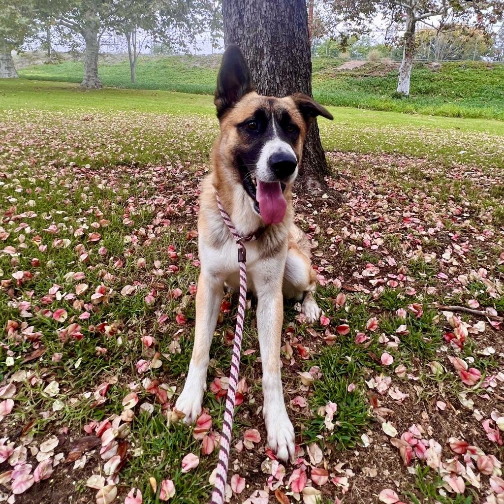 Rain Brings Danger for Pets - spcaLA warns of mushrooms and other threats,

Read more tinyurl.com/2k2cwjs5