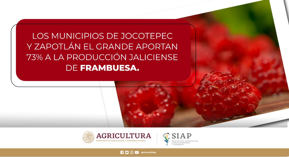 DGSIAP_Mx's tweet photo. Jalisco es la entidad líder en la producción de #frambuesa en México con un volumen de producción de 116 mil 340 toneladas obtenidas durante 2021.
#AnuarioAgrícola
#AgriculturaMexicana
@SaderJal @agricultura_jal https://t.co/vZX82g3Qs2