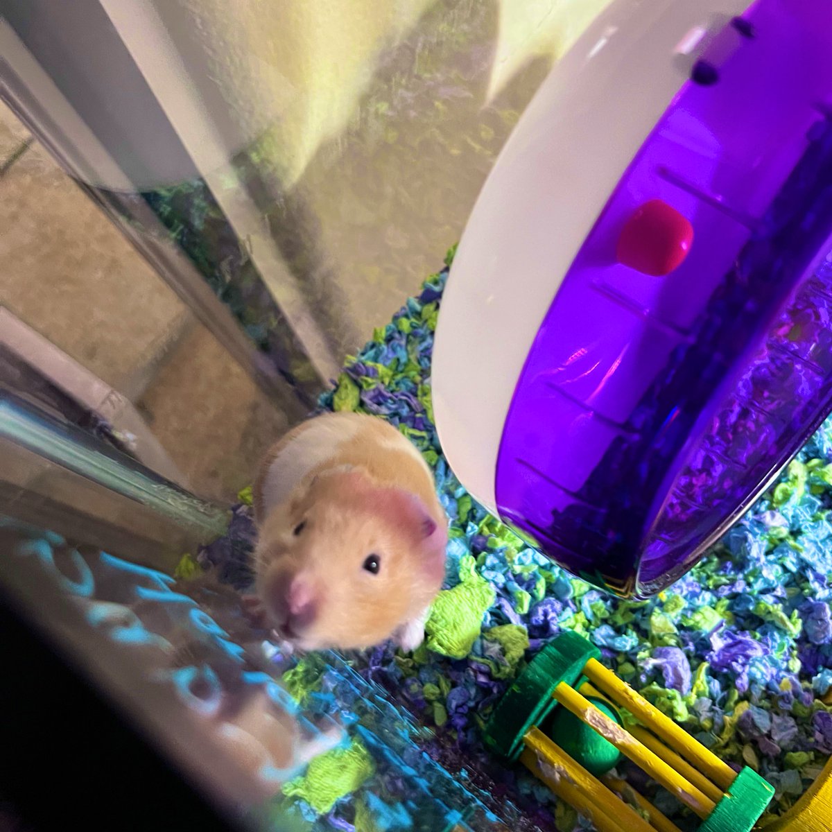 nnoir__'s tweet photo. Maurice having a blast in his clean house today ๐
he seems so much happier every time he gets the monthly #clean ๐ซง๐ซง๐
#teddybear #hamster #hamter #syrianhamster #Maurice #seafoam #Purple #GOODBOY #longboy #cheese #habitat https://t.co/0G3ArLrlyj