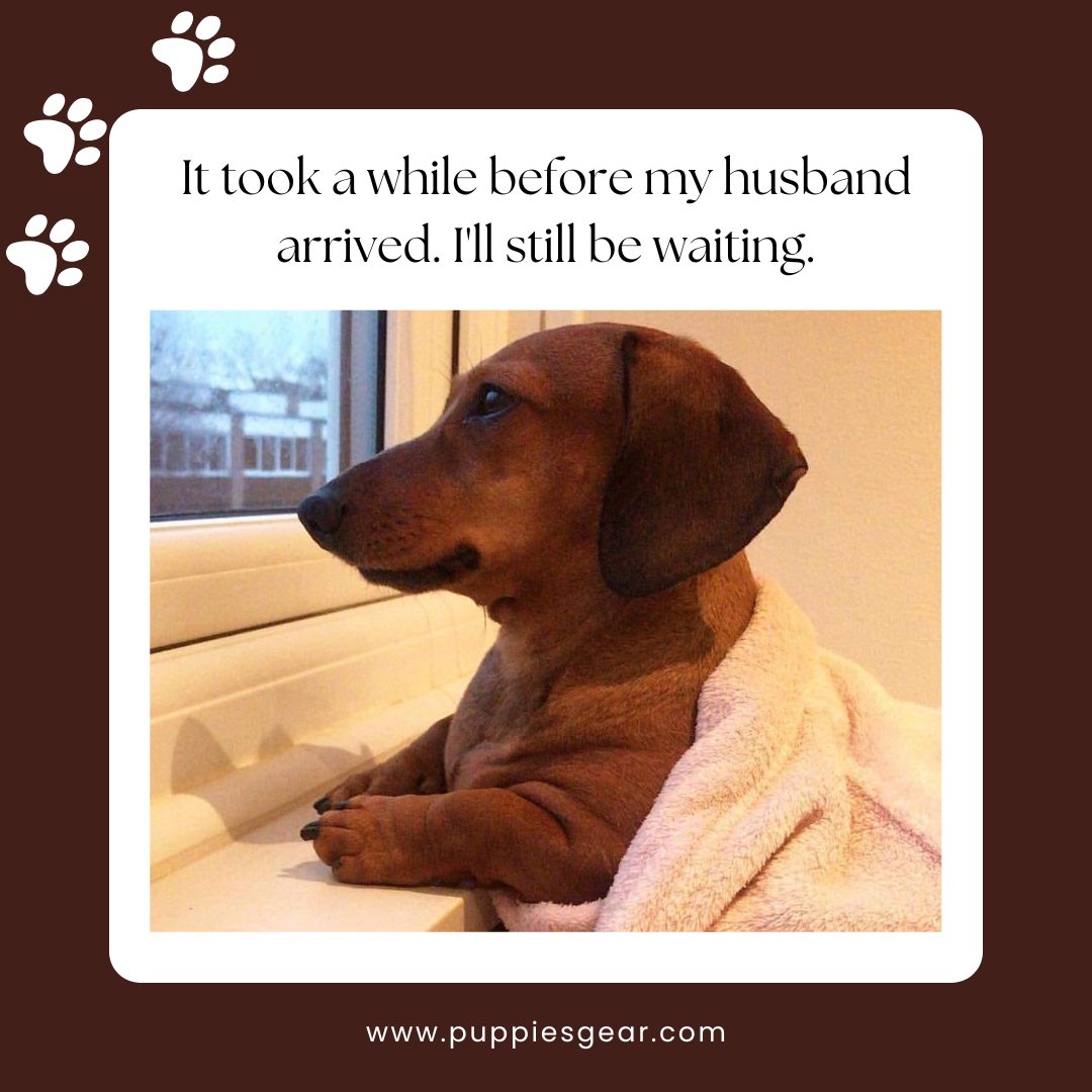GearPuppies's tweet photo. So sweet ๐ค๐ฅฐ๐ถ
#puppiesgear #doglover #doglovers #dogowner #dogowners #dog #dogs #dogmeme #dogmemes
#cutedog #doghome #doglife #dogvideos #dogconnection #littledogs #puppylove #puppies #cutepuppy #puppylove
#dogs_of_world #puppy๐ถ #beautifulpuppy #puppy #puppylove #cute https://t.co/oCJzsqYChe