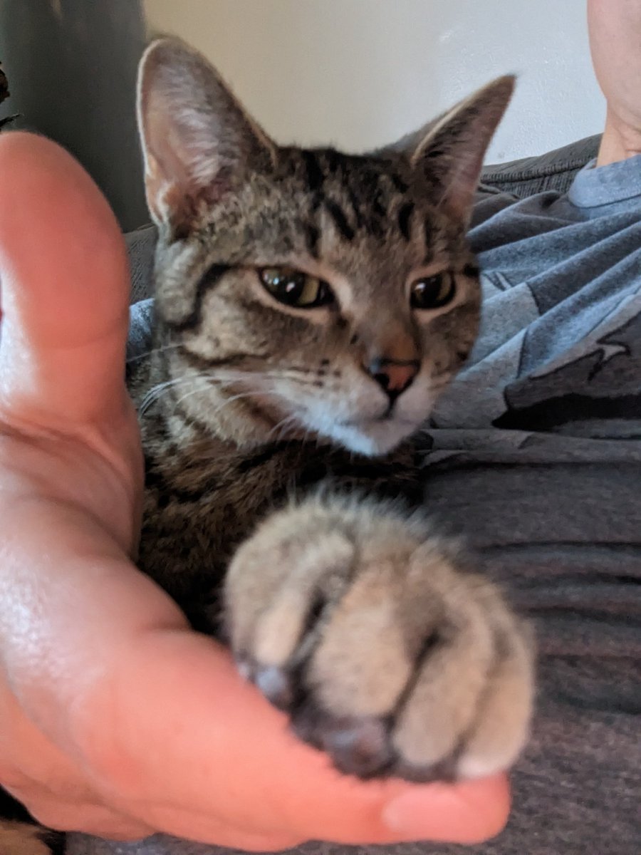 Animskulls 💀 tweet media