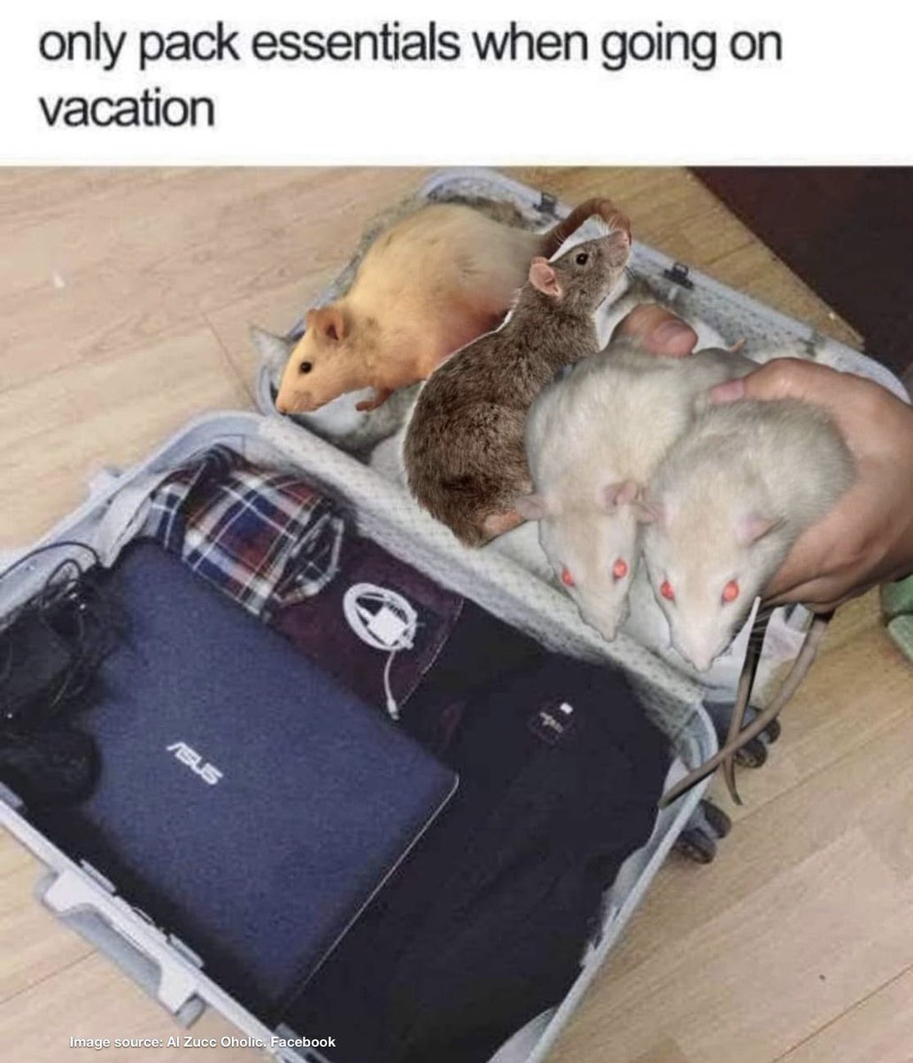 PET RATTIES! 🐀🐁🐀🥰🐁🐀🐁 (@petratties) on Twitter photo 