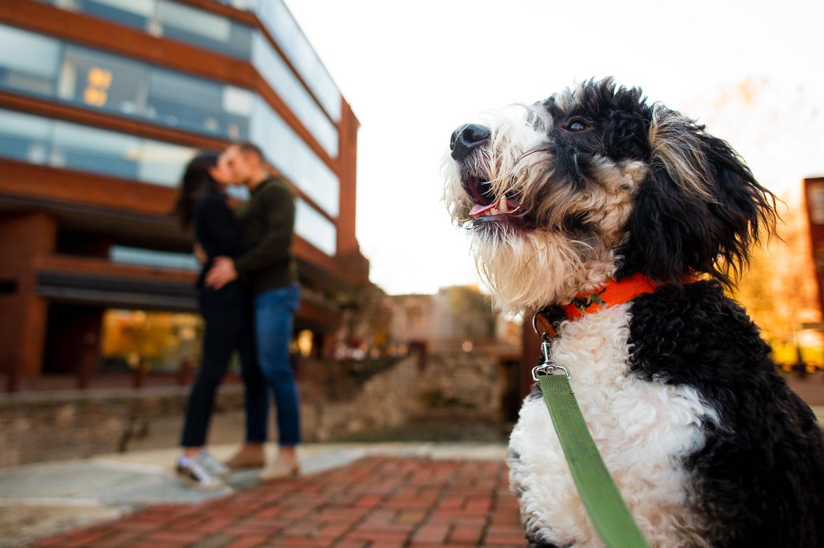 MKubilinskas's tweet photo. We can't forget about our fur baby during this special time! Including him in our engagement session in Georgetown, D.C., made it all the more memorable. #engagementsession #georgetowndc #dogsofinstagram #dccouple #dcphotographer https://t.co/ByXdmWyMEE