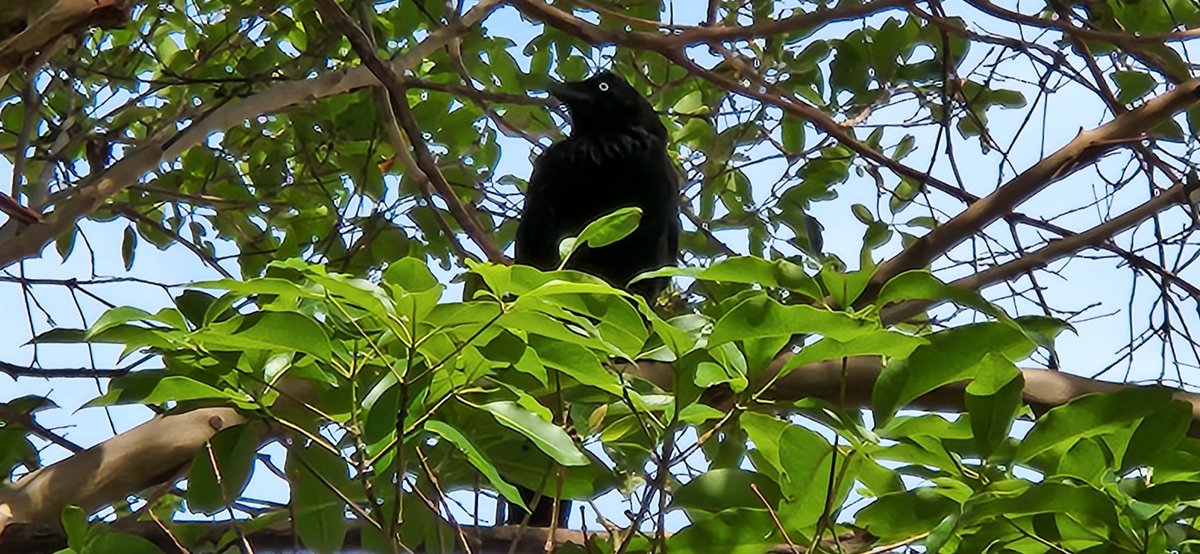 Magpie and raven 

#Friday 
#Twitterphotography