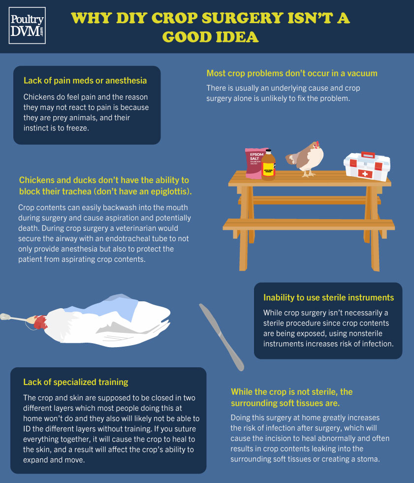 PoultryDVM's tweet image. 