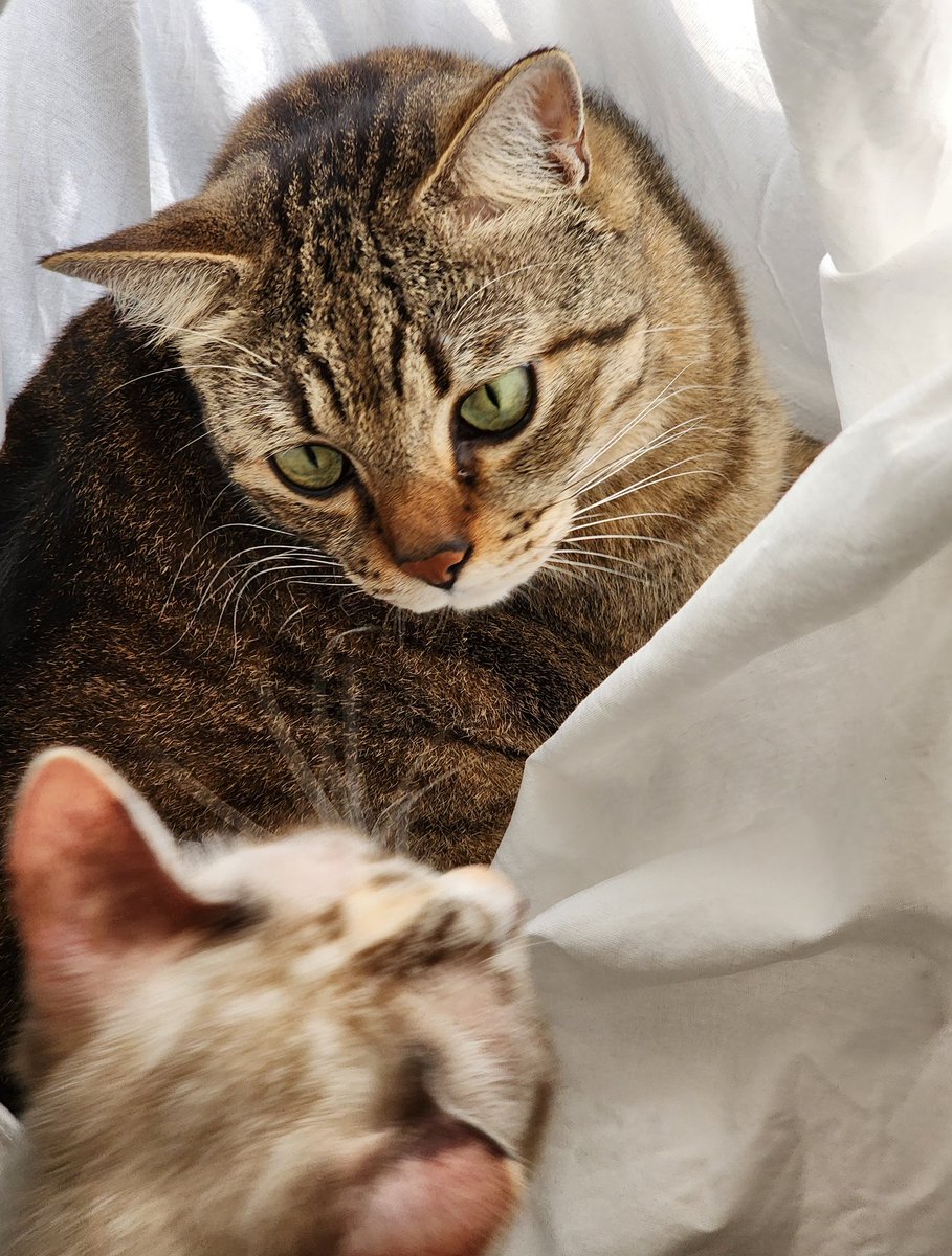 tompi_mj_cat's tweet photo. Love ❤️ https://t.co/pGr7SrAte4