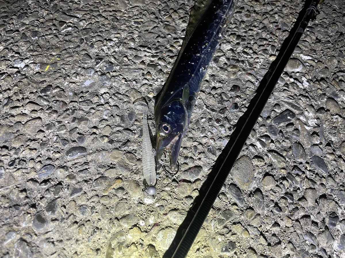 ren28_fish's tweet photo. 新年初フィッシュ！！！

黒木くんが掛けた後にもういっちょ！🤩

クソ痺れた👍

#surftribe9092L
#月牙美人
#ミドルアッパー
#ヒラメ
#49cm
#太刀魚 https://t.co/4wFpBxfLCx