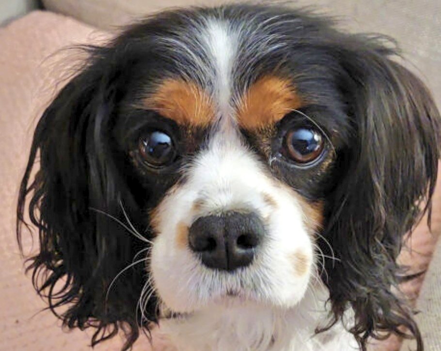 CavalierRescue's tweet photo. Hello I'm Amara in Mechanicsburg PA, I'm 7 years old. I recently retired from having puppies. Fun things about retirement are chasing squirrels and sitting in my foster Mom's lap. I love tea towels, carrying them out of the kitchen and chewing on them. https://t.co/YYcM7gcSjs https://t.co/l6bcfHV82J