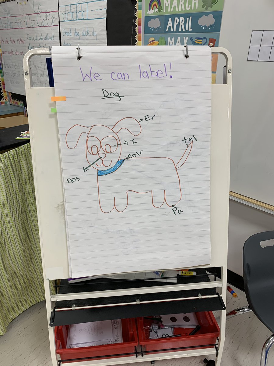 We have been learning a lot about labels. Today, my kinders helped me label this dog… I think they did a pretty good job with their kid spelling! I am so proud of them! My heart is full!