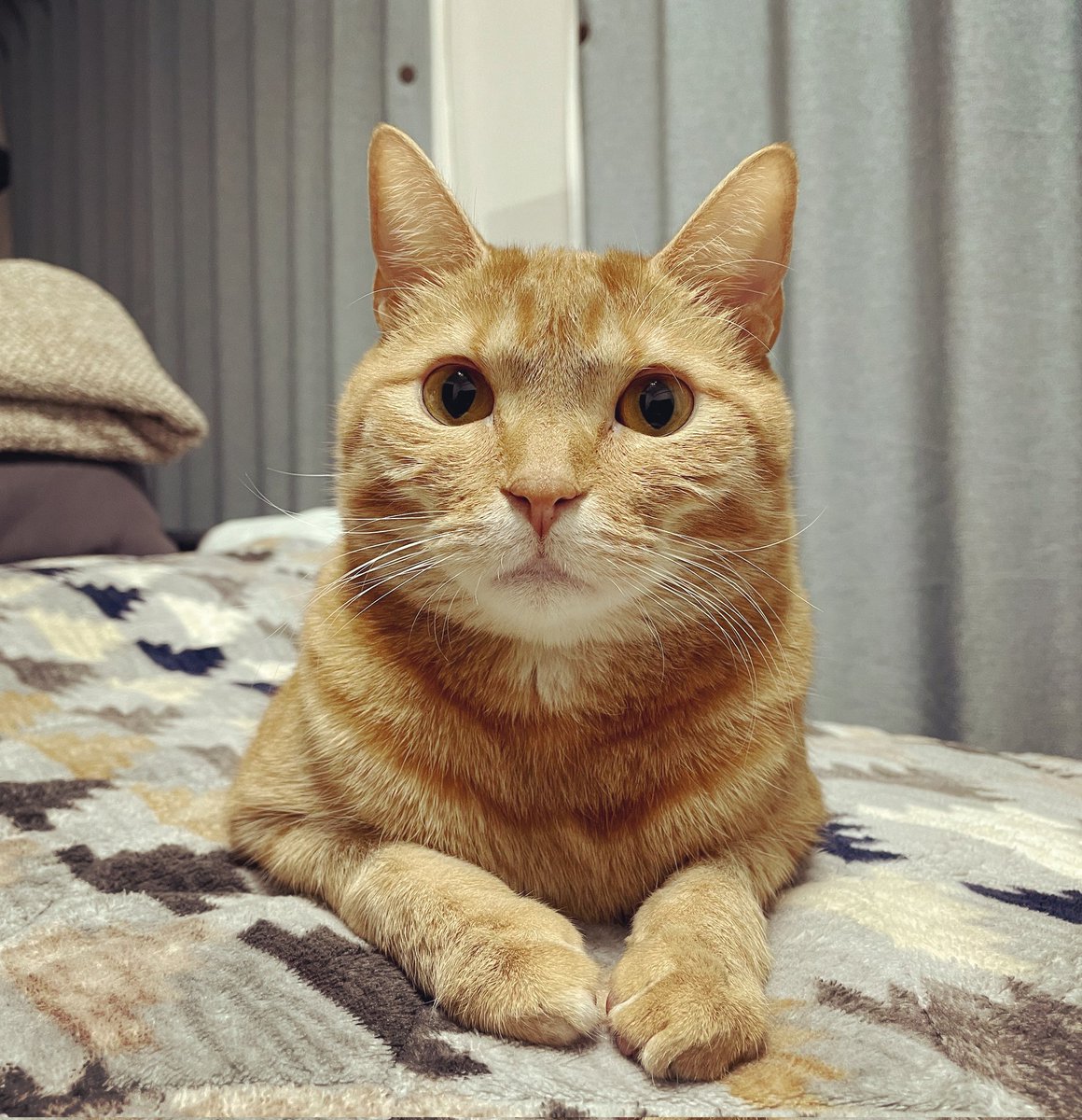 ChitaroL's tweet photo. Day.1217
スフィンクスの人😸

#猫好きさんと繋がりたい #猫 #マンチカン #茶トラ #cats #CatsOfTwitter #ginger #足長 #スフィンクス https://t.co/aZdYgmY6TE