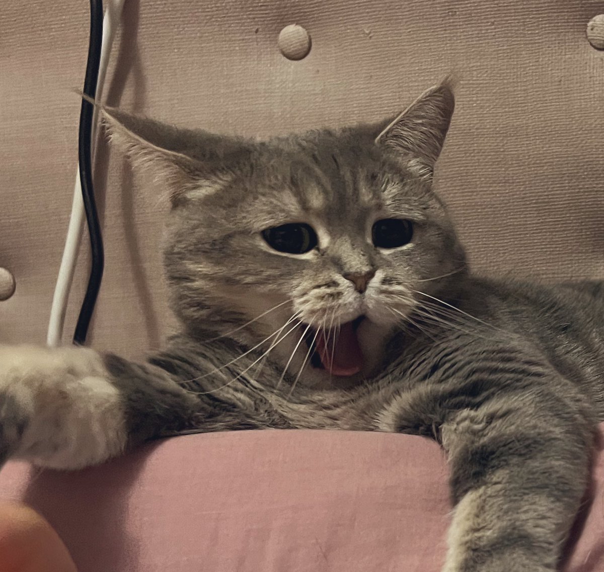 rayispretty's tweet photo. 아침부터 귀여워 죽겄네 https://t.co/g0tEdtBC7i