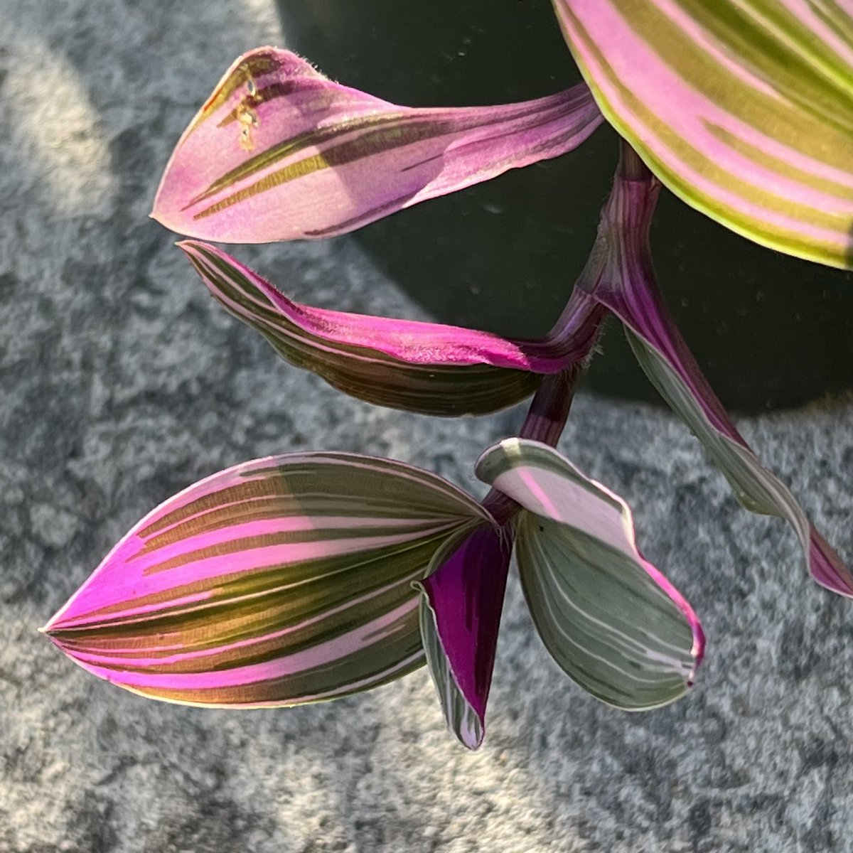 junglebyyou's tweet photo. Pretty in Pink!๐ (Tradescantia Nanouk)
#pink #pinkplants #variagated #planttwitter #junglevibes #houseplant #houseplants https://t.co/FA5Han0iJV
