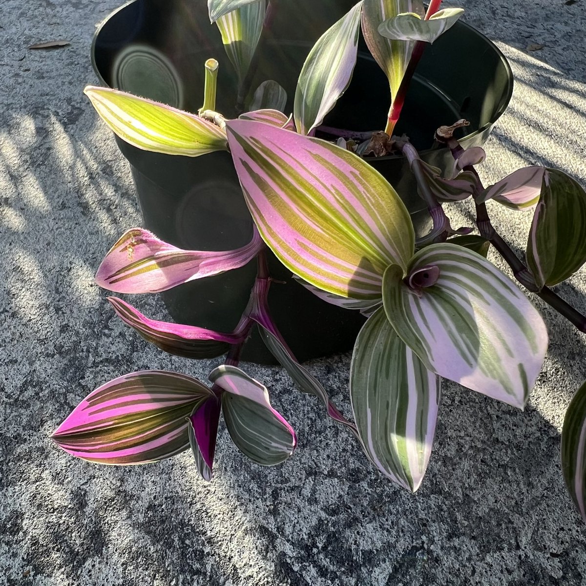 junglebyyou's tweet photo. Pretty in Pink!๐ (Tradescantia Nanouk)
#pink #pinkplants #variagated #planttwitter #junglevibes #houseplant #houseplants https://t.co/FA5Han0iJV