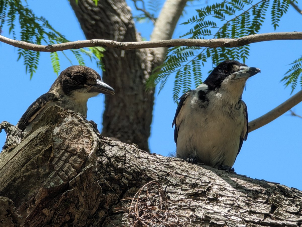 ParisZeilla's tweet photo. I'm making more bird friends at uni 😊 Butcherbirds are the coolest. #UQwildlife #UQ https://t.co/n3ogKVsM7t