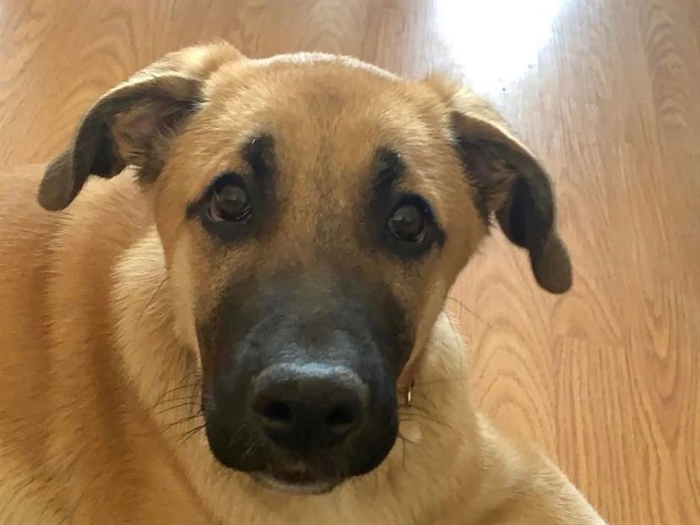 InfoNewsKam's tweet photo. Dog missing off Coquihalla near Merritt has been found #kamloops https://t.co/3RYFNc0CqI https://t.co/MkmlnFHQHz