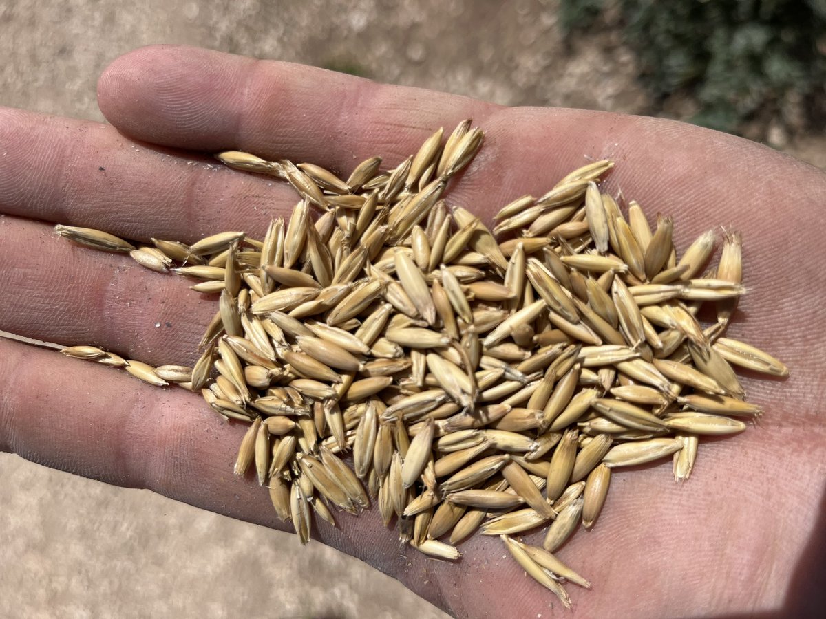 Winteroo Oat seed, straight off the header. Approximately 90T available. Located Arthurton SA. DM me for price.