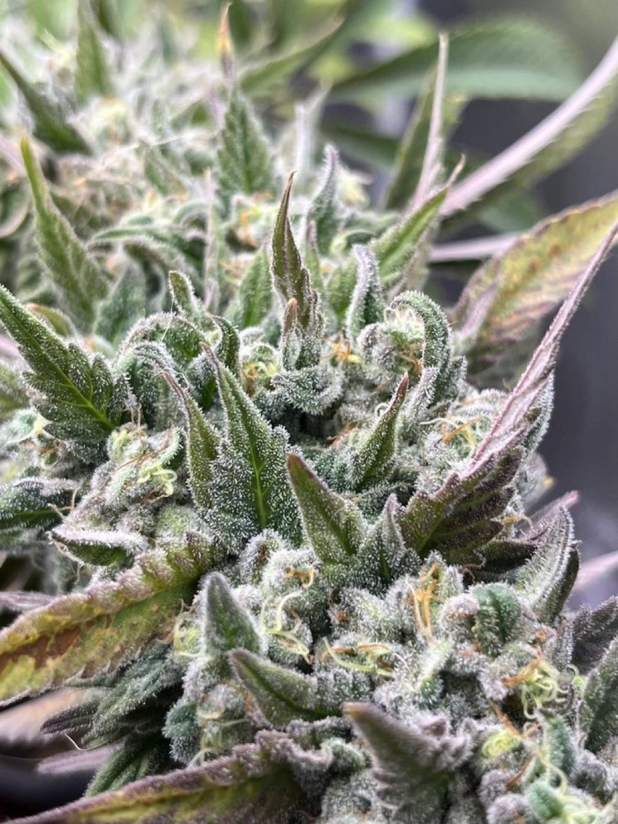 LCSAParty's tweet photo. @CannaWorld4 #LessGreedMoreWeed 🌱🧡👍🏻
#LessGreed
#MoreWeed
https://t.co/vGzj4Pbjc7 https://t.co/82yo8YaUeO