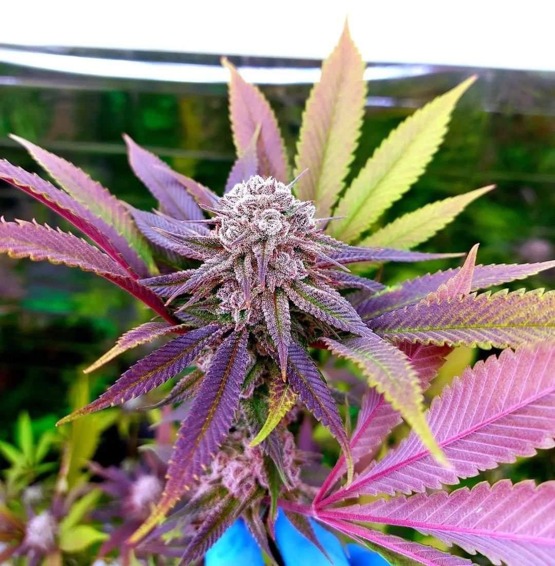 LCSAParty's tweet photo. @CannaWorld4 #LessGreedMoreWeed 🌱🧡👍🏻
#LessGreed
#MoreWeed
https://t.co/vGzj4Pbjc7 https://t.co/82yo8YaUeO