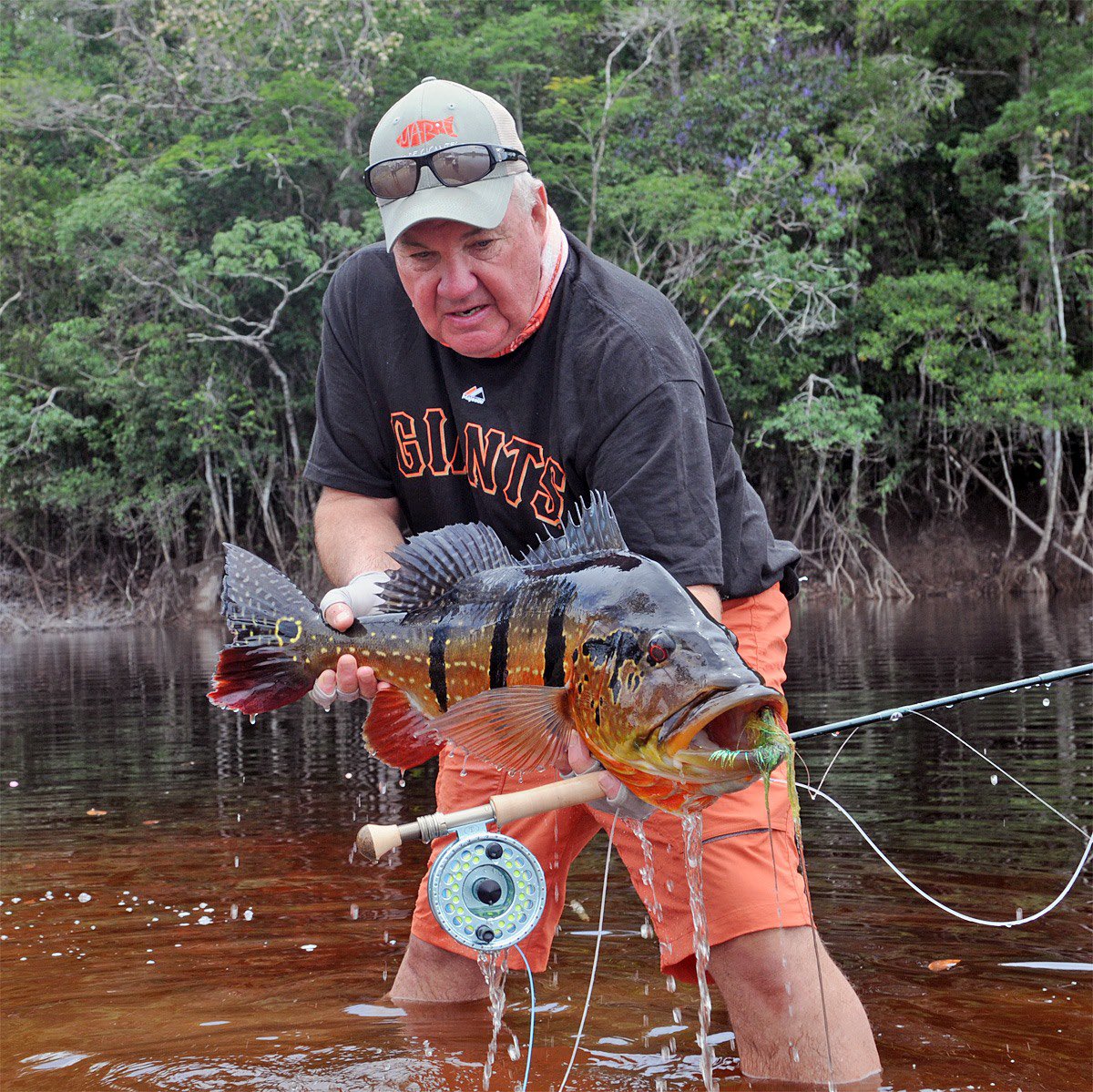 Throwback to peacock bass action in Brazil!
Mike Michalak with an impressive peacock at Rio Marie.

#flyfishing #flyfish #theflyshop #flyfishingtravel