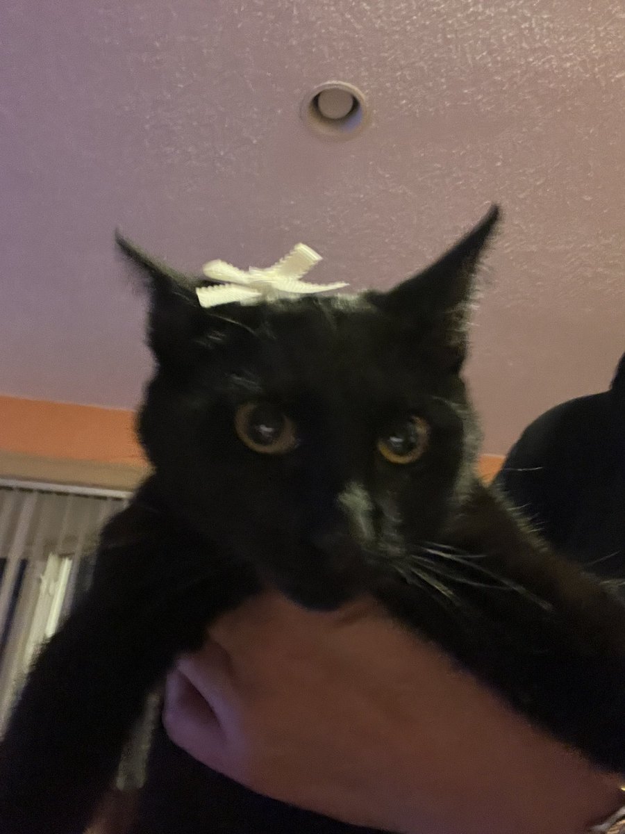 a matcha n____ now tweet media