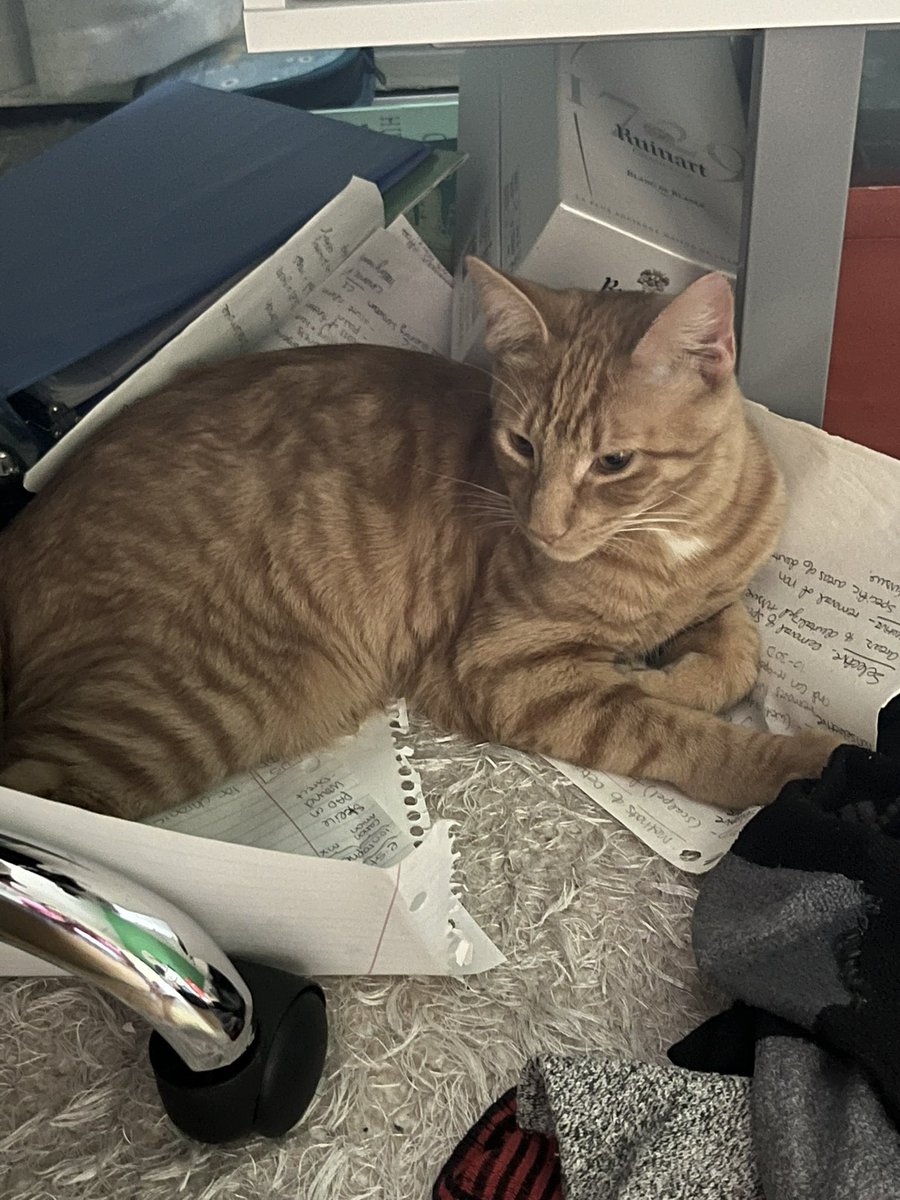 a matcha n____ now tweet media