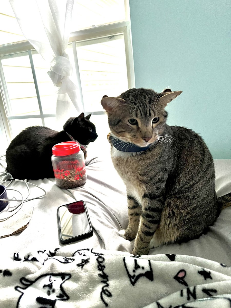 #CatsofTwittter  is it Friday yet?