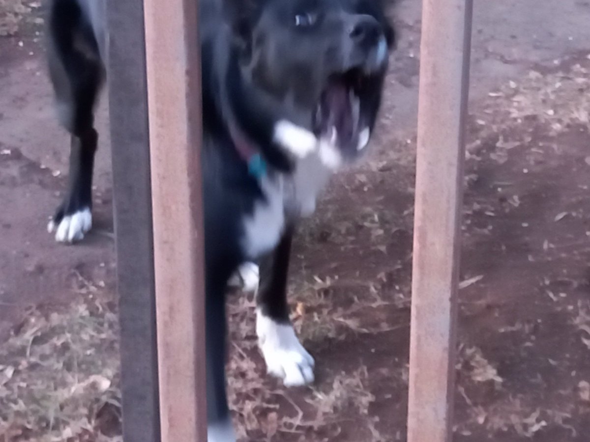gyarink's tweet photo. @LunariaAyaren No tengo mascotas, pero tengo varias fotos de perritos y gatitos de la calle https://t.co/Kq11TNAohK