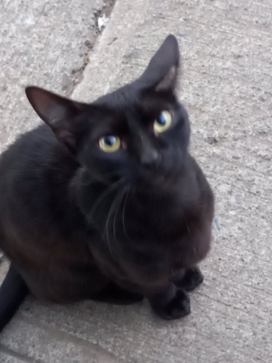 gyarink's tweet photo. @LunariaAyaren No tengo mascotas, pero tengo varias fotos de perritos y gatitos de la calle https://t.co/Kq11TNAohK