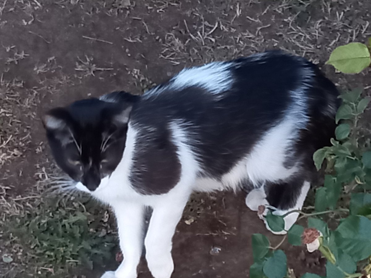 gyarink's tweet photo. @LunariaAyaren No tengo mascotas, pero tengo varias fotos de perritos y gatitos de la calle https://t.co/Kq11TNAohK