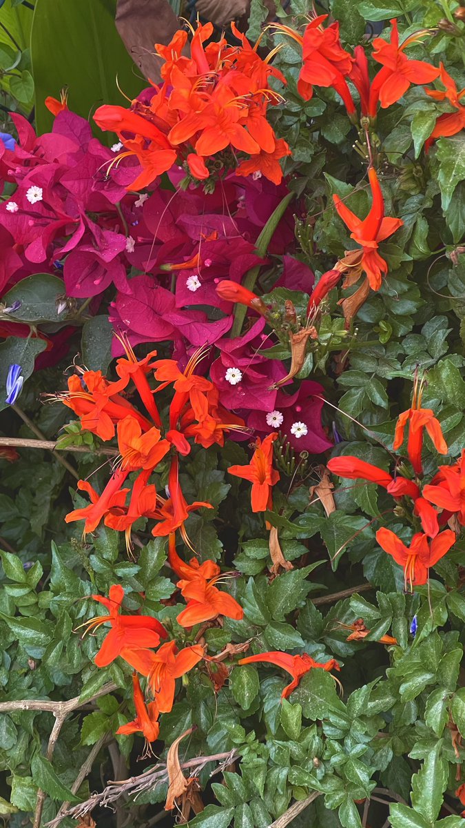 alanoudabdullaa's tweet photo. @amoosh16 💜🌸🪴 https://t.co/k8x4JpiQIN