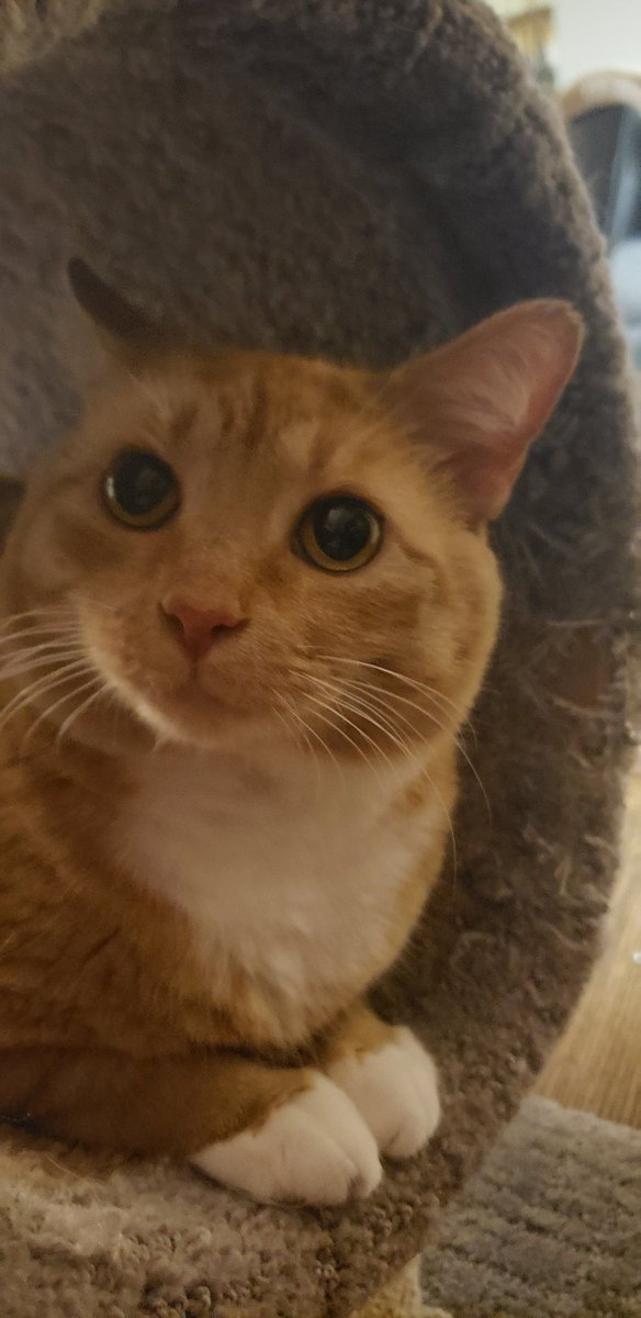 TheRealJenH's tweet photo. The Bernmeister
#playwithme #petsplease #catsofinstagram https://t.co/KtmYD8OGRW