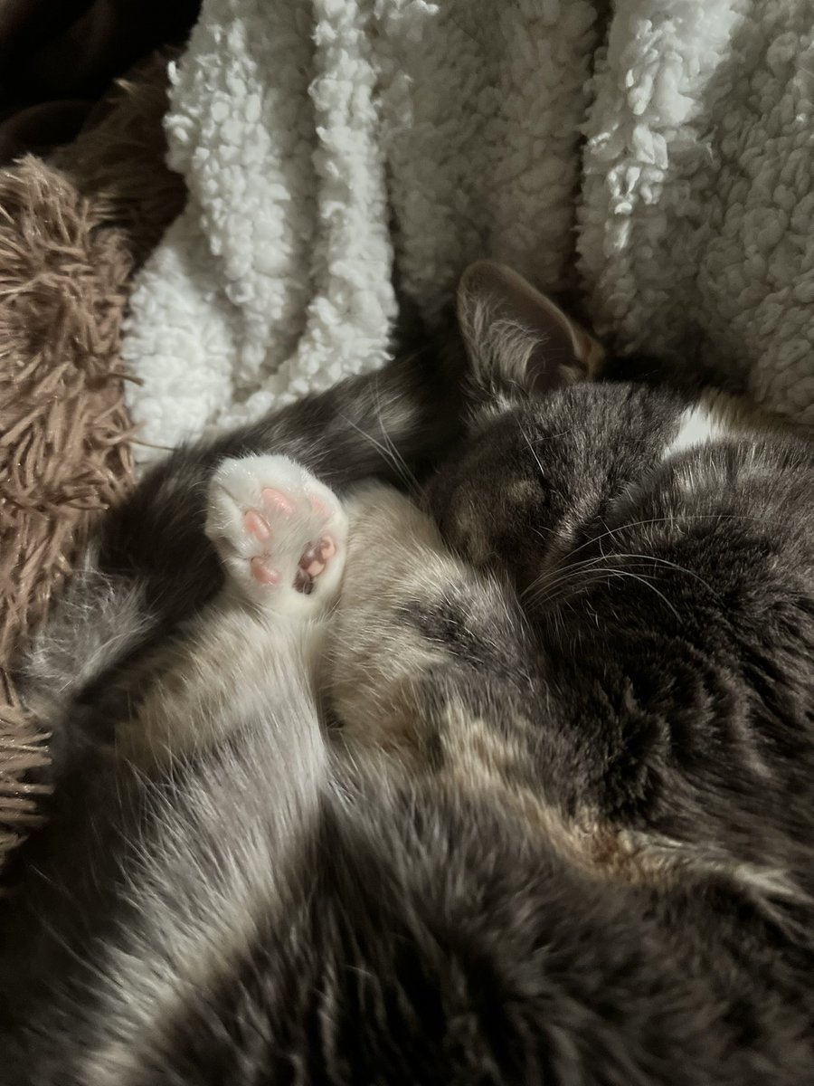 yaleylor's tweet photo. no paw-parazzi pls 📸 https://t.co/xOFtstIygK