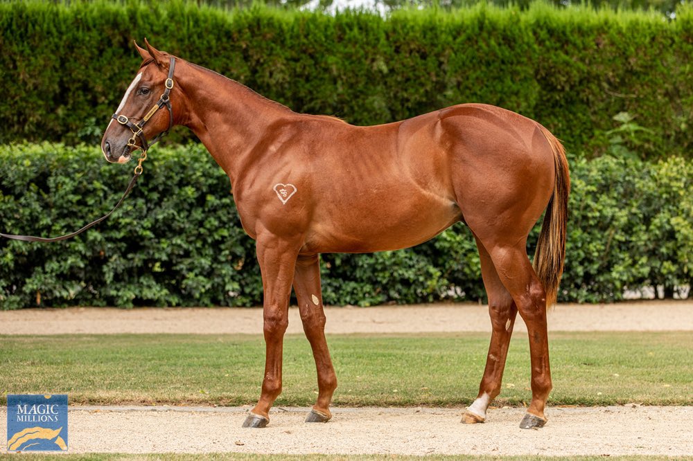 BestBloodstock's tweet photo. Been quite frustrating being the underbidder on some top quality horses, but we’ve finally hit the board on Day 4 of the sale, buying Lot 791 in conjunction with @ANeashamRacing - A cracking Written Tycoon colt out of the G3 winning mare DIDDUMS for $200,000 from @torryburnstud https://t.co/XEy0FIiPHY