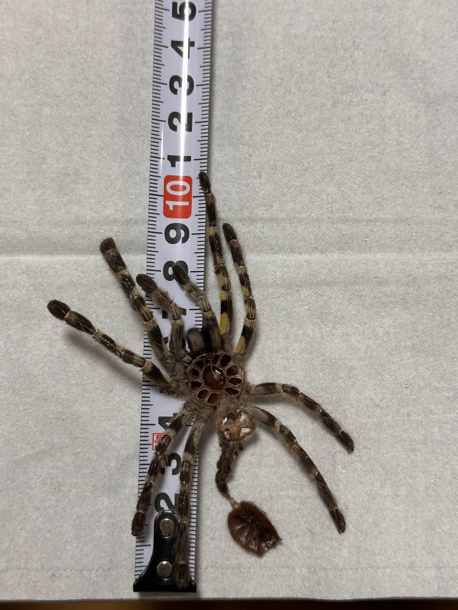 Rea_tarantula's tweet photo. 去年の9月に大阪アウェイクでお迎えしたレガリスがこんなにも大きくなりました🎉👏
お迎えした時は4〜5センチくらいだったのに流石の成長速度！笑
多分この子は雄かな？ https://t.co/Rzrtkg52K2