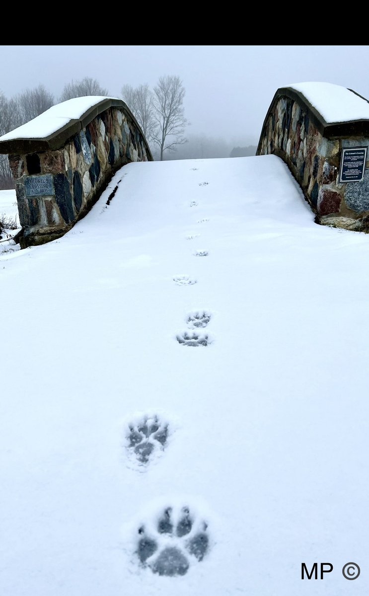 simmomarsh's tweet photo. Follow the paw prints 🐾🐾🐾#marshphotographic #ottawavalleyphotographer #landscapephotography #pawptints #pawprintsinthesnow #bouvierdesflandres #bouviersofinstagram #bouvierdesflandresofinstagram #winterincanada  #winter https://t.co/7rB2y7IJWM