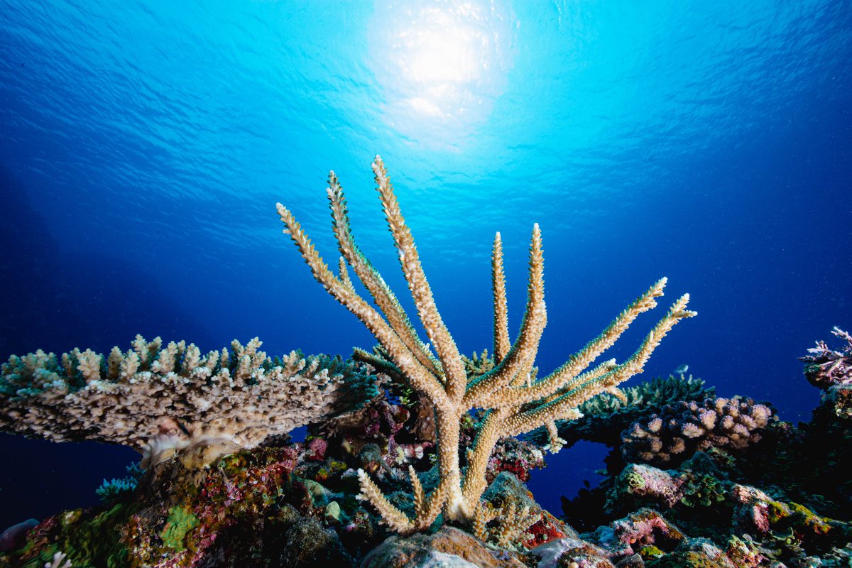 Exciting post-doc opportunity to work on coral reef health assessment for management. 3 yr based in Brisbane. GBR field work. Great collaborators. International applicants welcome. @citizensGBR @UQscience @ChrisRoelfsema @jcu tinyurl.com/2p8mmhb6