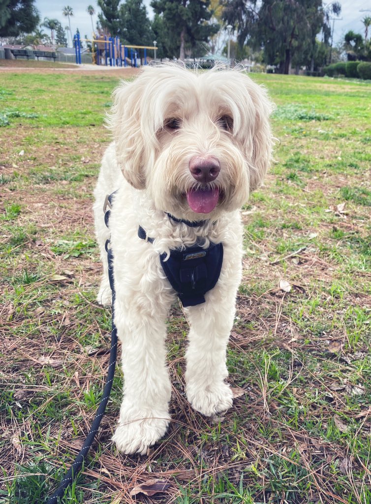 DoodleJedi's tweet photo. Hello 🐾💕 https://t.co/ixfQGkpEZc