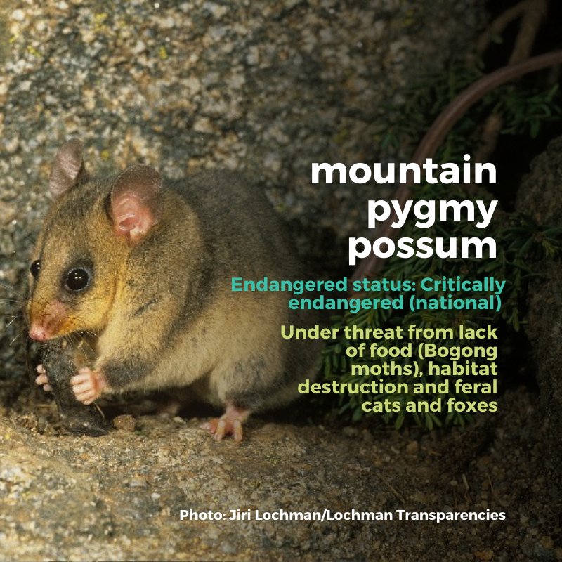 Australian Conservation Foundation tweet media