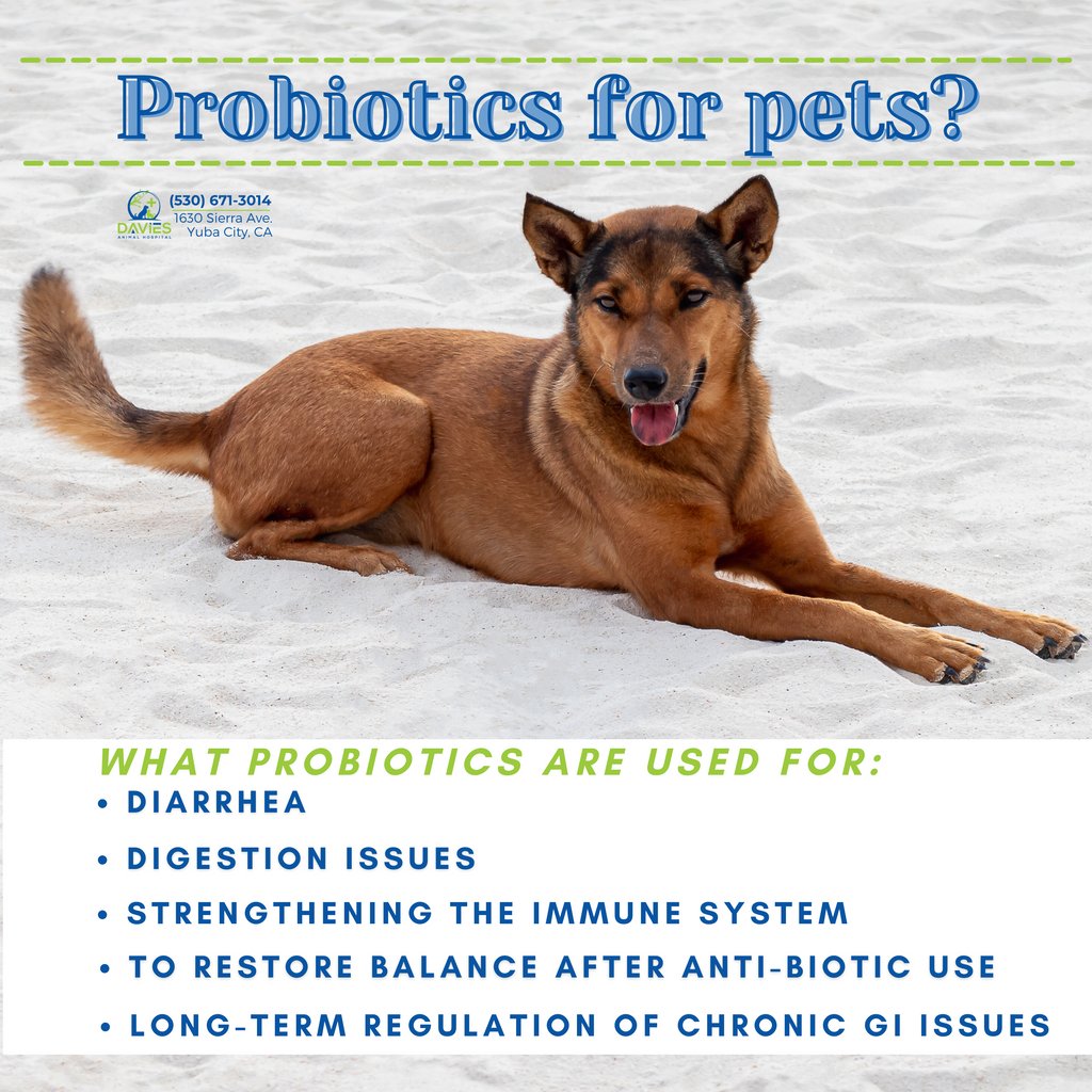 Curious if probiotics can help your pet? Call us or message us through our website!

#DaviesAH #YubaCityCA #YubaSutter #Marysville #SutterCounty #DogsOfSactown #DogsOfYubaCity #DogsOfCalifornia #CatsofYubaCity #CatsOfCalifornia #YubaCityCat #YubaCityDog