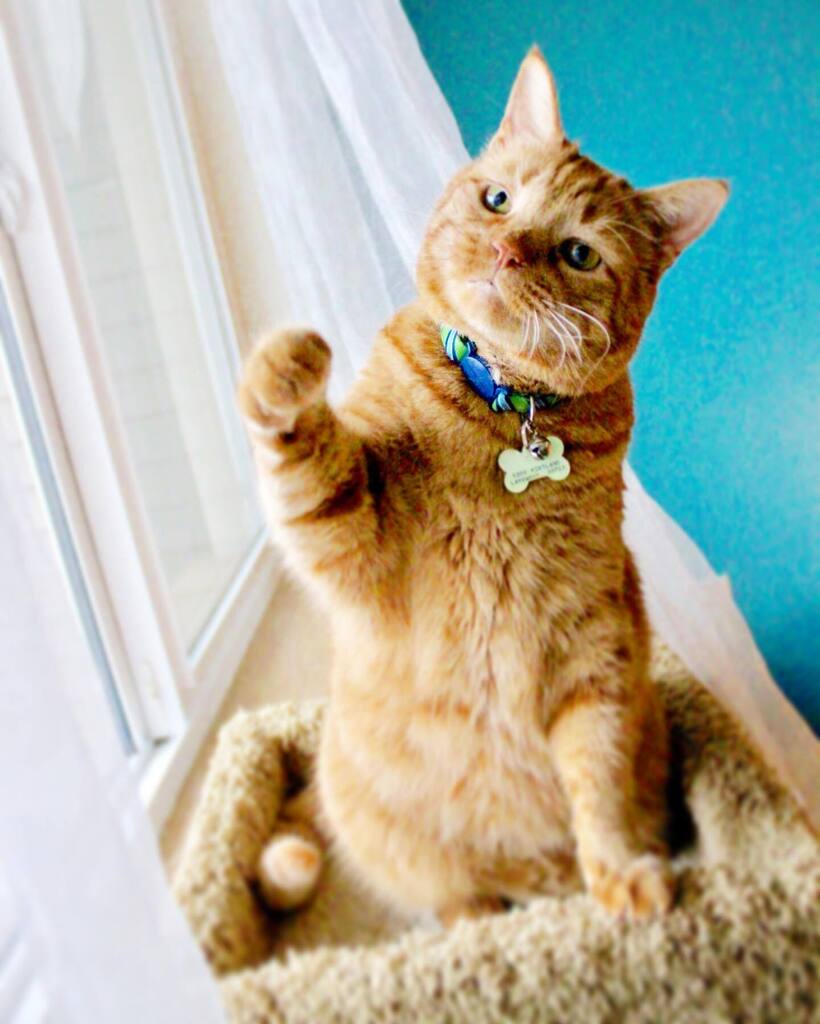 MrTikiGolden's tweet photo. C’mere! It’s #KissaGingerDay! https://t.co/uJ7o41c9Bs https://t.co/2Y4SBtgRpR