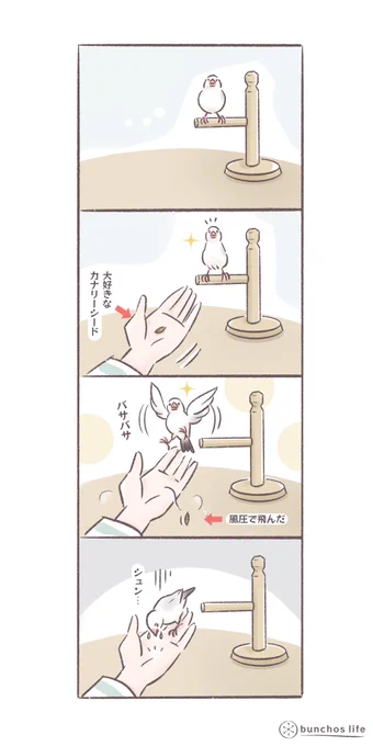 羽ばたきで結構色々飛んでいく
#文鳥 
#bunchoslife 
#4コマ漫画 